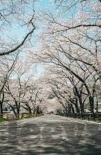 日韩成人av视频-日韩成人AV视频，文化、市场与影响的多维视角