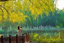 糖心app下载汅ios免费-以安全下载，关于糖心APP的真实探讨为题，我们深入探究当下热议的糖心APP现象